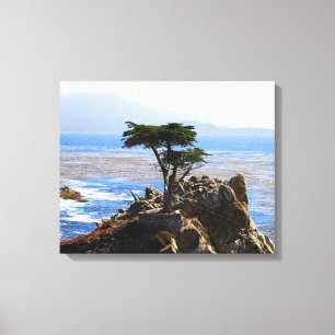 Lone Cypress, Monterey, Californië Canvas Afdruk