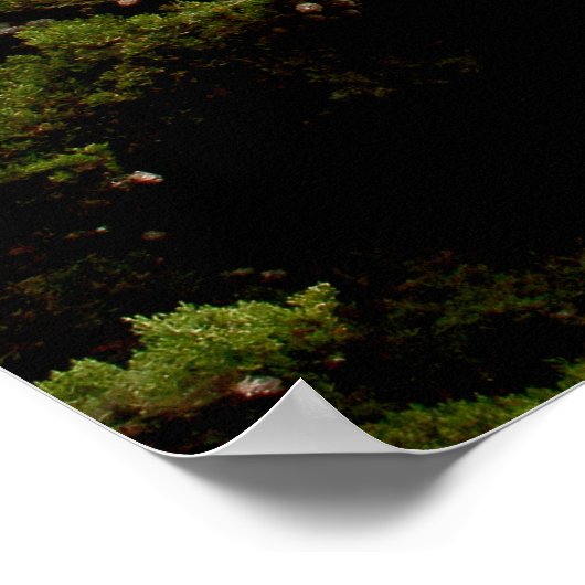 LONE CYPRESS Print, Value Poster Paper (Matte) (Hoek)