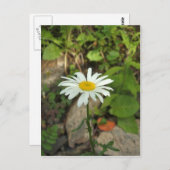 Lone Daisy Briefkaart (Voorkant / Achterkant)