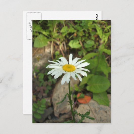 Lone Daisy Briefkaart (Voorkant / Achterkant)