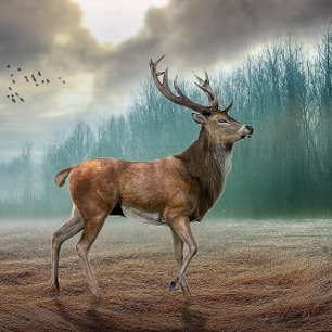 Lone Deer in Misty Forest