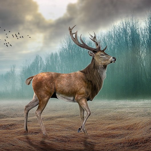 Lone Deer in Misty Forest