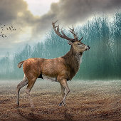 Lone Deer in Misty Forest Poster