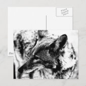 Lone Desert Coyote, D.B. Martin 2005 Briefkaart (Voorkant / Achterkant)