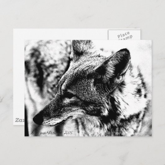 Lone Desert Coyote, D.B. Martin 2005 Briefkaart (Voorkant / Achterkant)