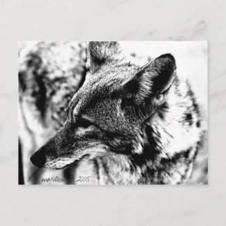 Lone Desert Coyote, D.B. Martin 2005 Briefkaart
