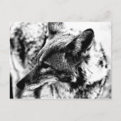 Lone Desert Coyote, D.B. Martin 2005 Briefkaart (Voorkant)