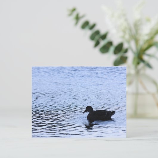 Lone Duck Wildlife Lake Water Ripples Briefkaart (Staand voorkant)