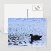 Lone Duck Wildlife Lake Water Ripples Briefkaart (Voorkant / Achterkant)