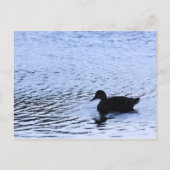 Lone Duck Wildlife Lake Water Ripples Briefkaart (Voorkant)