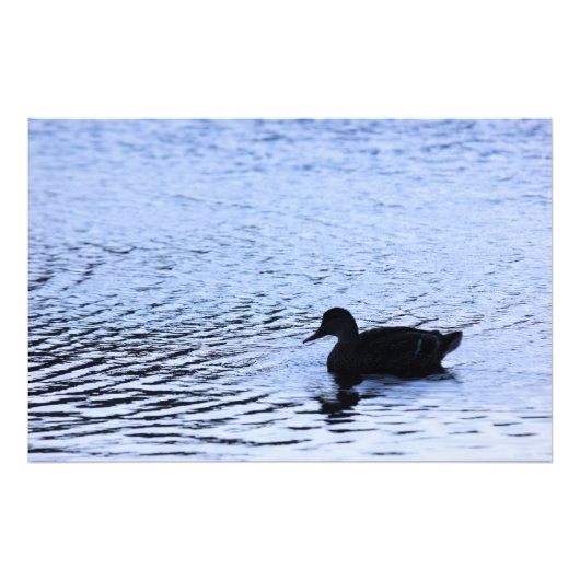 Lone Duck Wildlife Lake Water Ripples Foto Afdruk (Voorkant)