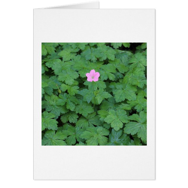 Lone Geranium (Voorkant)