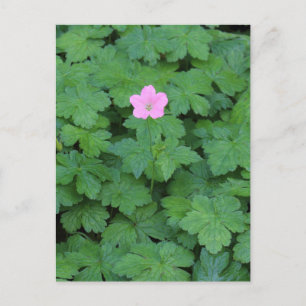 Lone Geranium Briefkaart