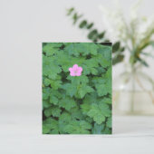 Lone Geranium Briefkaart (Staand voorkant)