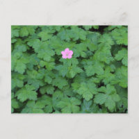 Lone Geranium