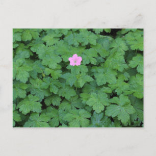 Lone Geranium Briefkaart