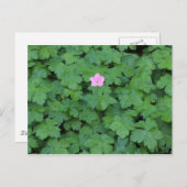Lone Geranium Briefkaart (Voorkant / Achterkant)