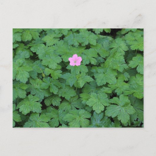 Lone Geranium Briefkaart (Voorkant)