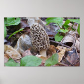 Lone Grey Morel Mushroom Poster (Voorkant)