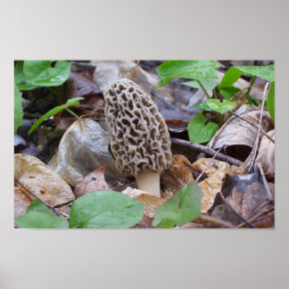 Lone Grey Morel Mushroom Poster