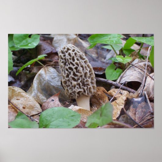 Lone Grey Morel Mushroom Poster (Voorkant)
