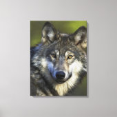 Lone Grey Wolf Canvas Afdruk (Voorkant)