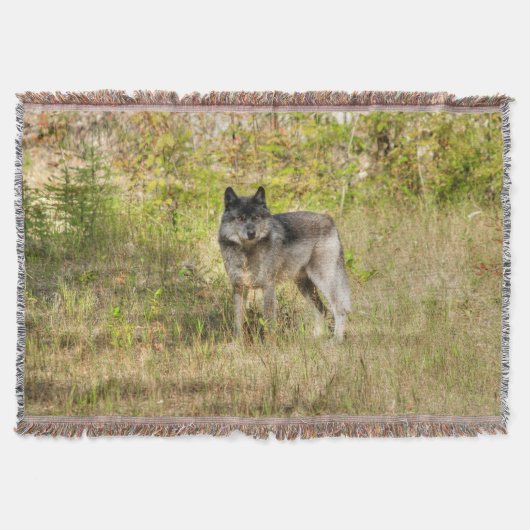 Lone Grey Wolf in de wildernis Deken (Voorkant)