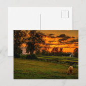 Lone Horse bij zonsondergang Briefkaart (Voorkant / Achterkant)