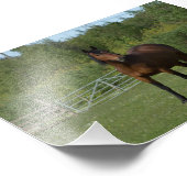 Lone Horse Foto Afdruk (Hoek)