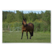 Lone Horse Foto Afdruk (Voorkant)