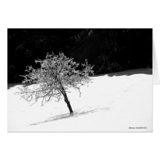 Lone Icy Tree in Winter