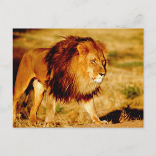 Lone Lion Briefkaart