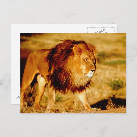 Lone Lion Briefkaart (Voorkant / Achterkant)