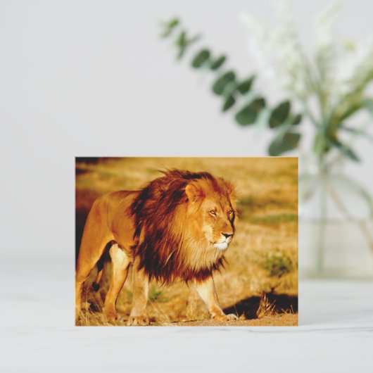 Lone Lion Briefkaart (Staand voorkant)