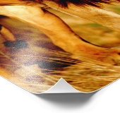 Lone Lion Foto Afdruk (Hoek)