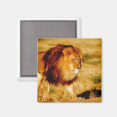 Lone Lion Magneet (Voorkant / Achterkant)
