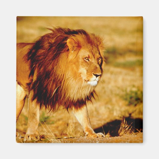 Lone Lion Magneet (Voorkant)