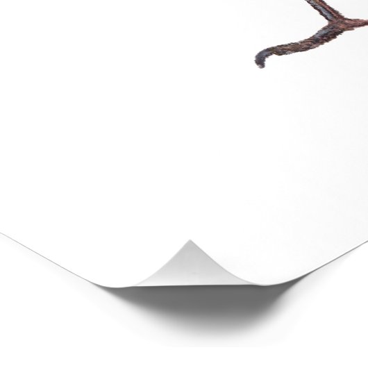 Lone Magpie Foto Afdruk (Hoek)