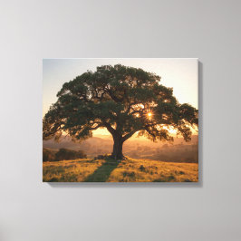 Lone Oak Hill Country Poster - Texas Landscape  Canvas Afdruk