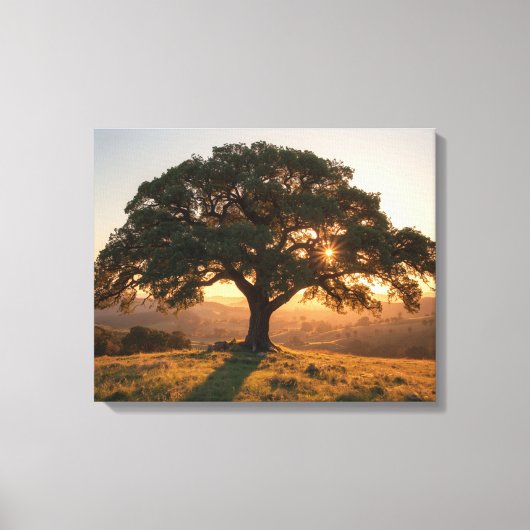 Lone Oak Hill Country Poster - Texas Landscape  Canvas Afdruk (Voorkant)