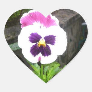 Lone Paars and White Pansy Hart Sticker