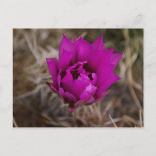 Lone Paarse Cactus Flower New Mexico Wenskaart Briefkaart