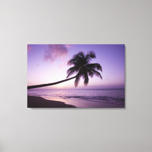 Lone palm tree at sunset, Coconut Grove strand 2 Canvas Afdruk