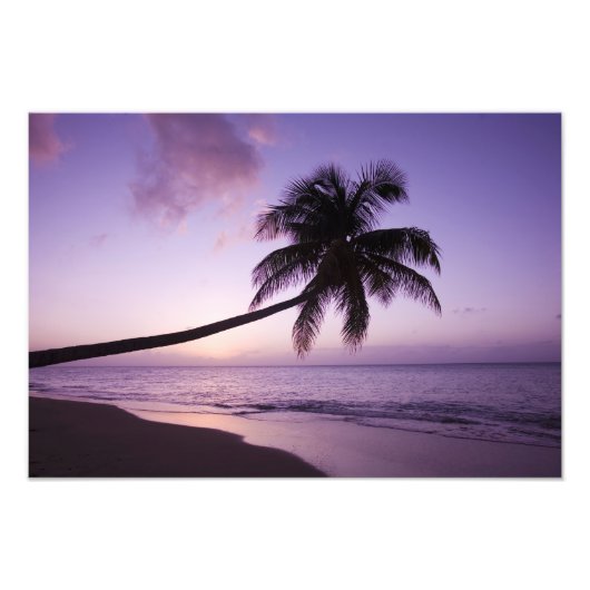 Lone palm tree at sunset, Coconut Grove strand 2 Foto Afdruk (Voorkant)