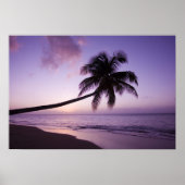 Lone palm tree at sunset, Coconut Grove strand 2 Poster (Voorkant)