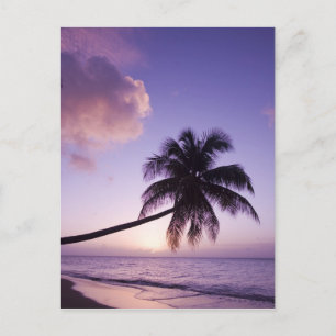 Lone palm tree at sunset, Coconut Grove strand Briefkaart