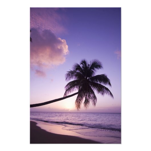 Lone palm tree at sunset, Coconut Grove strand Foto Afdruk (Voorkant)