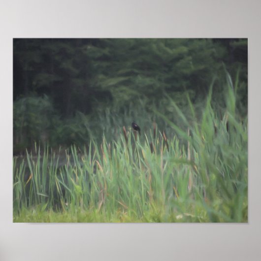 Lone Red Winged Blackbird Painting Natuur Poster (Voorkant)