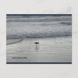 Lone Sandpiper | Blue Beach Song™-Briefkaart Briefkaart