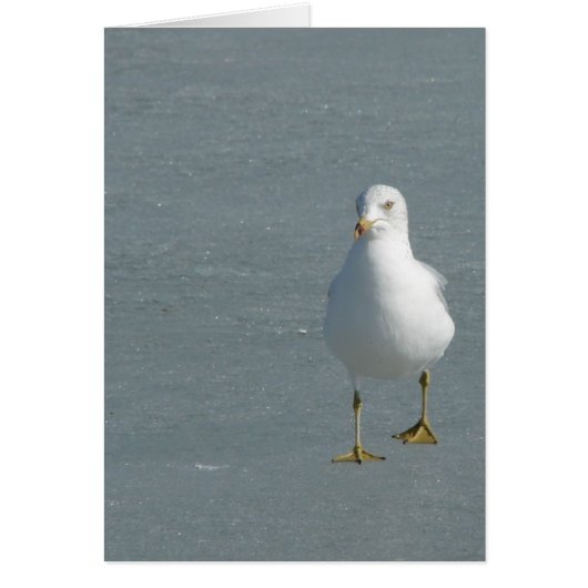 Lone Seagull op Mississippi, Ice (Voorkant)